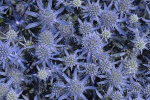 Eryngium 'Blue Glitter' 
